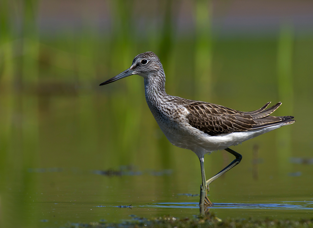 Большой улит (Tringa nebularia)