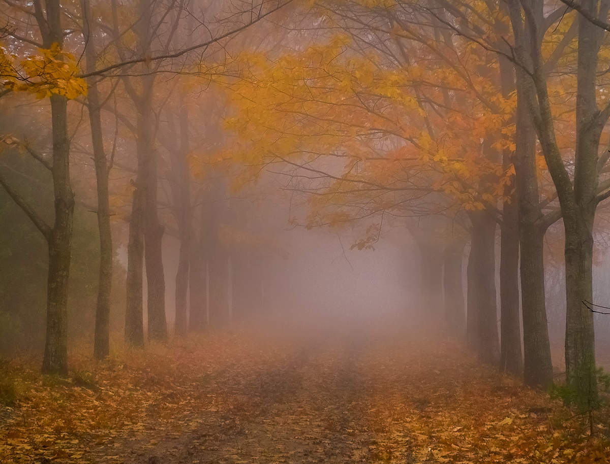 Осень аллея туман