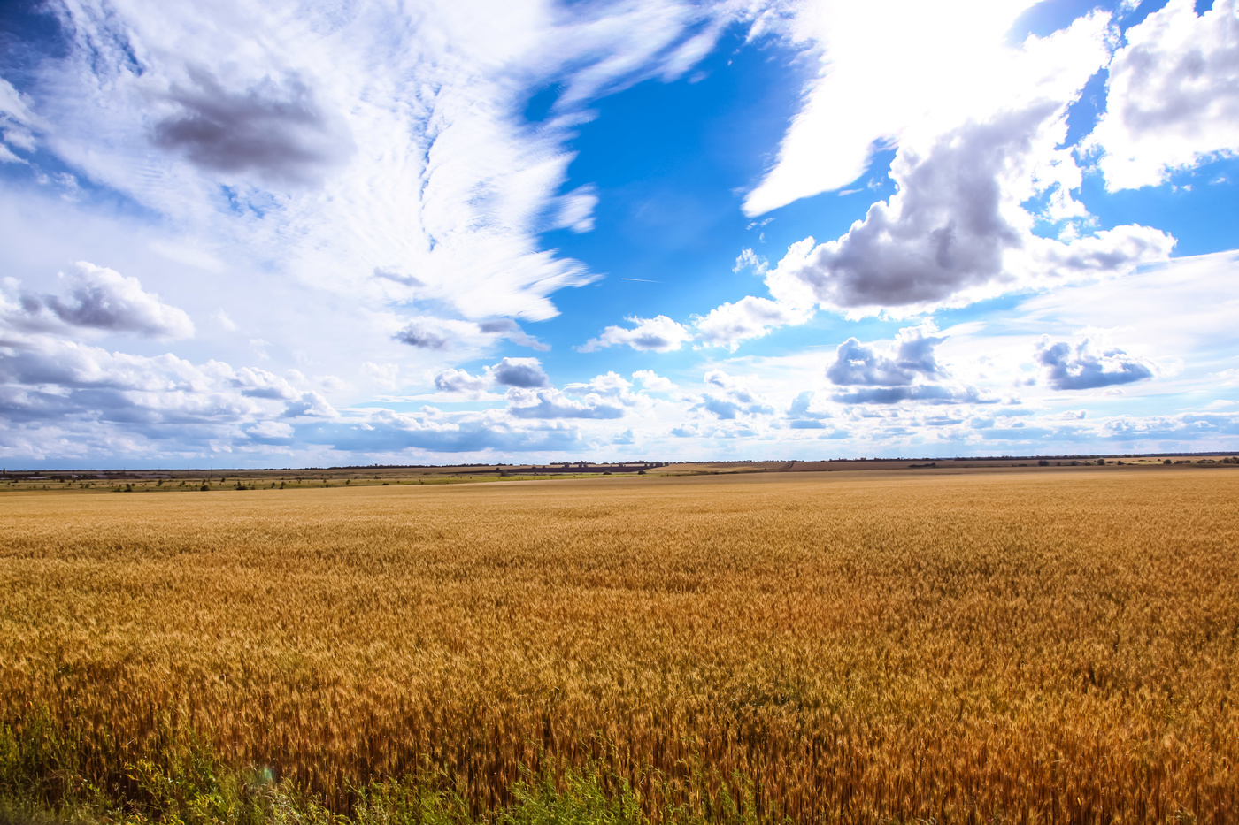 Поле пшеницы Ростовская область