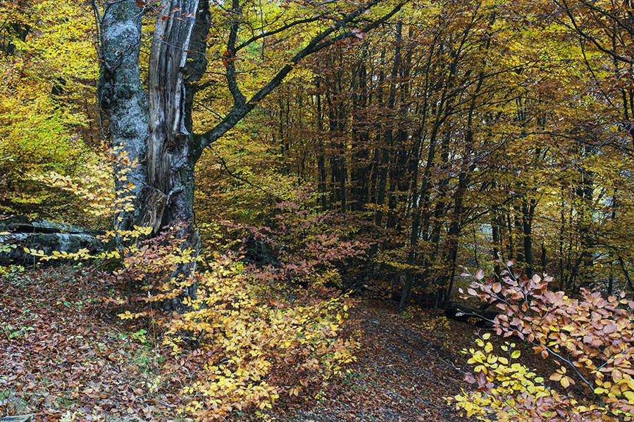 Осенний Курган Фото