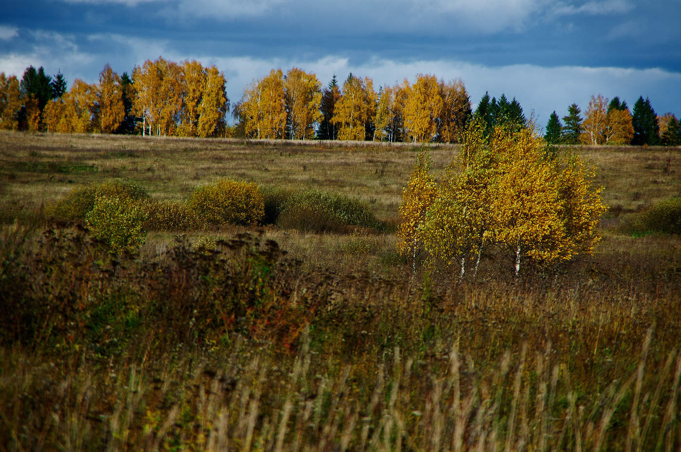 поле осенью фото