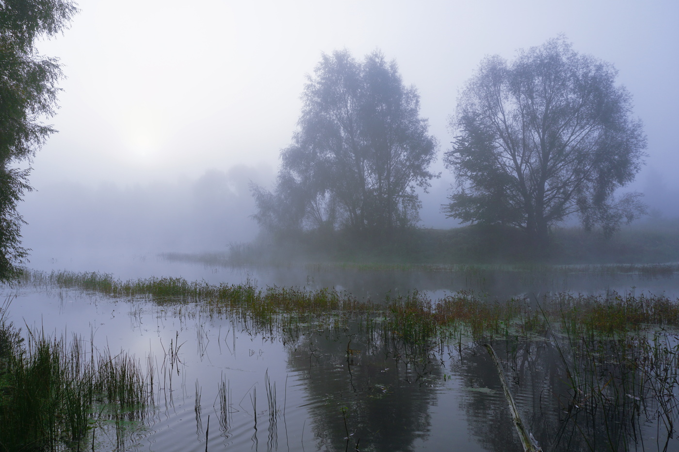 Лесное озеро в тумане