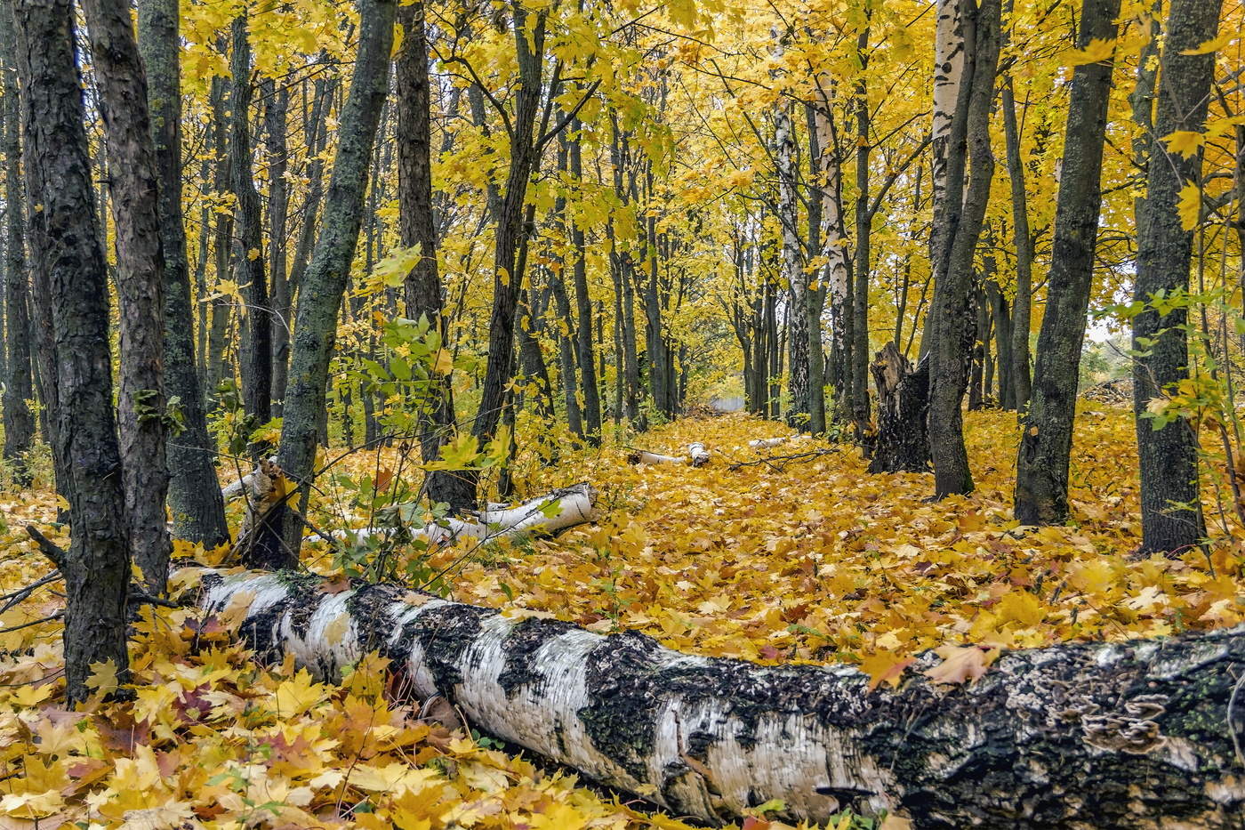 Линдуловская роща осень