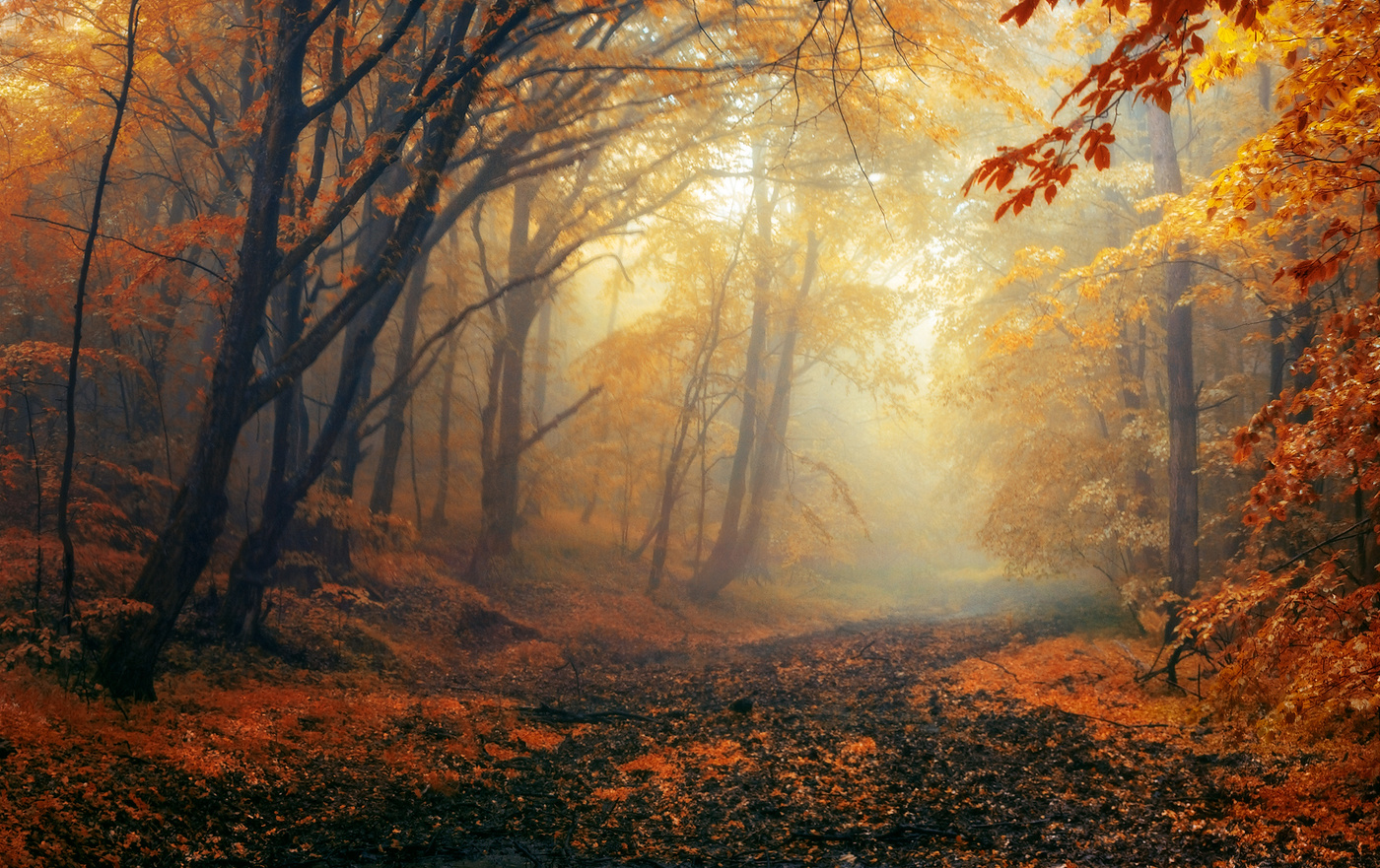 Осенний лес перспектива