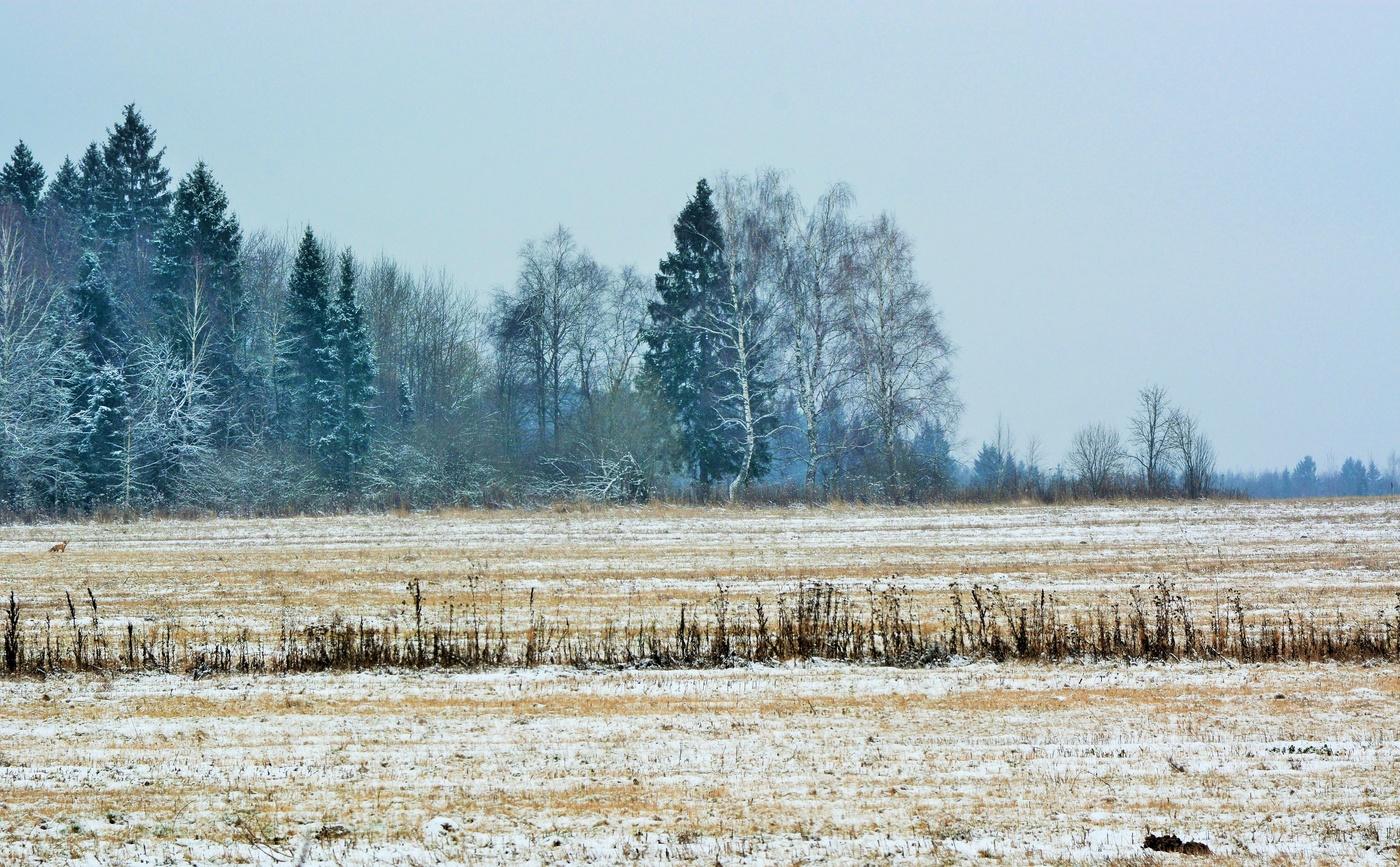 Поле и лес зимой