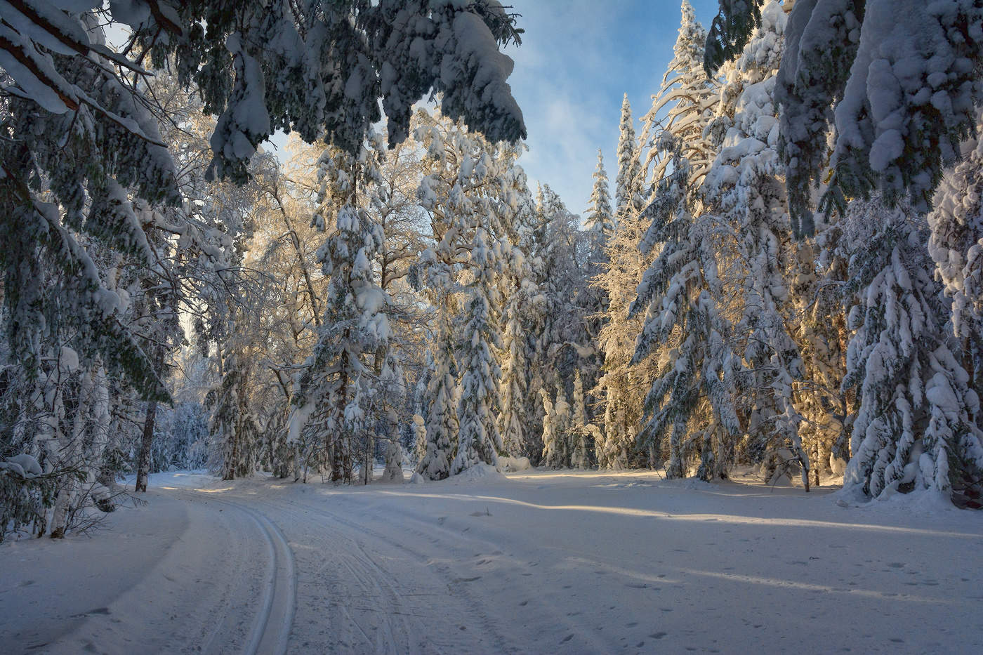 Красивый зимний лес Лыжня