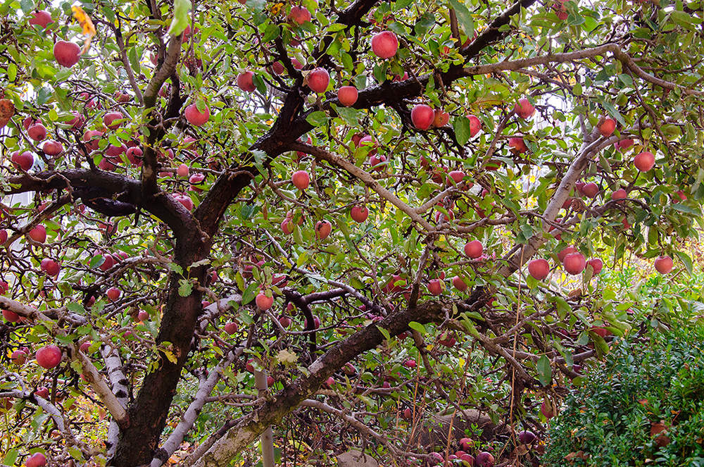 С яблони сорвать яблоко. Яблоня Адама. Райские яблочки дерево. Декоста яблочное дерево. Яблоня в Эдемском саду.