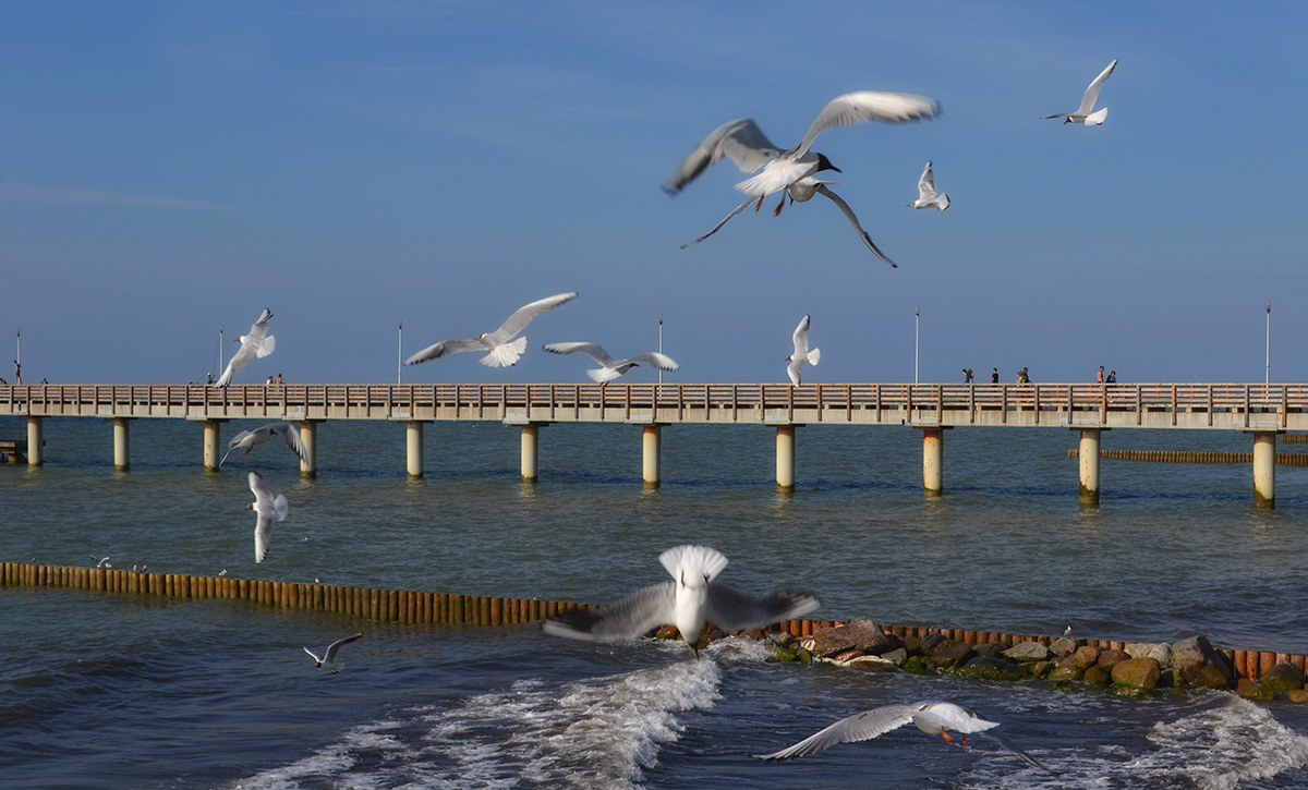 Птицы Балтийского моря Зеленоградск