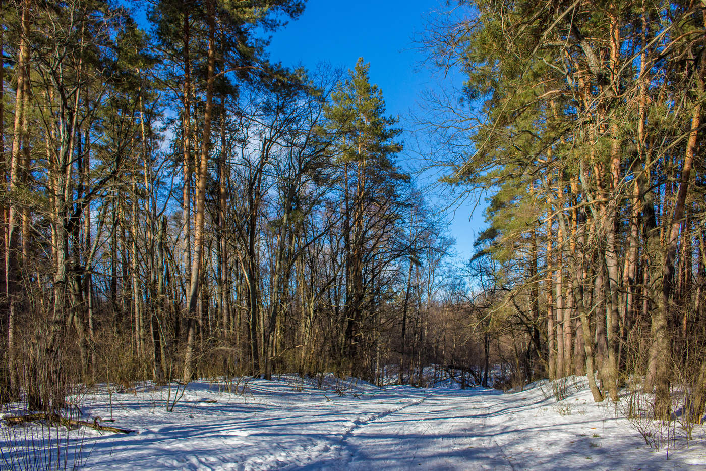Заповедный зимний лес