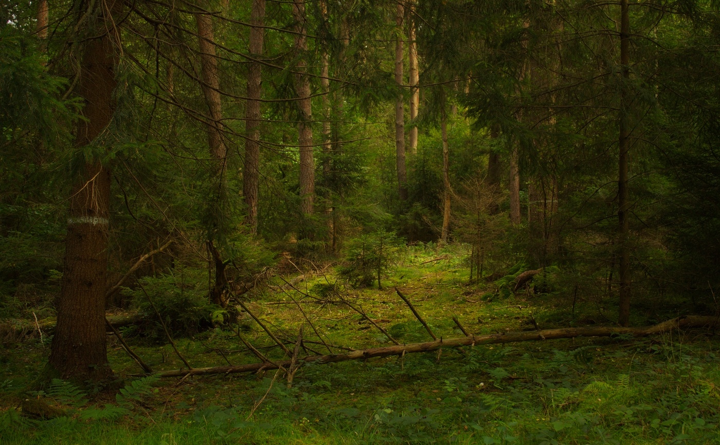 Лесная Поляна в дремучем лесу