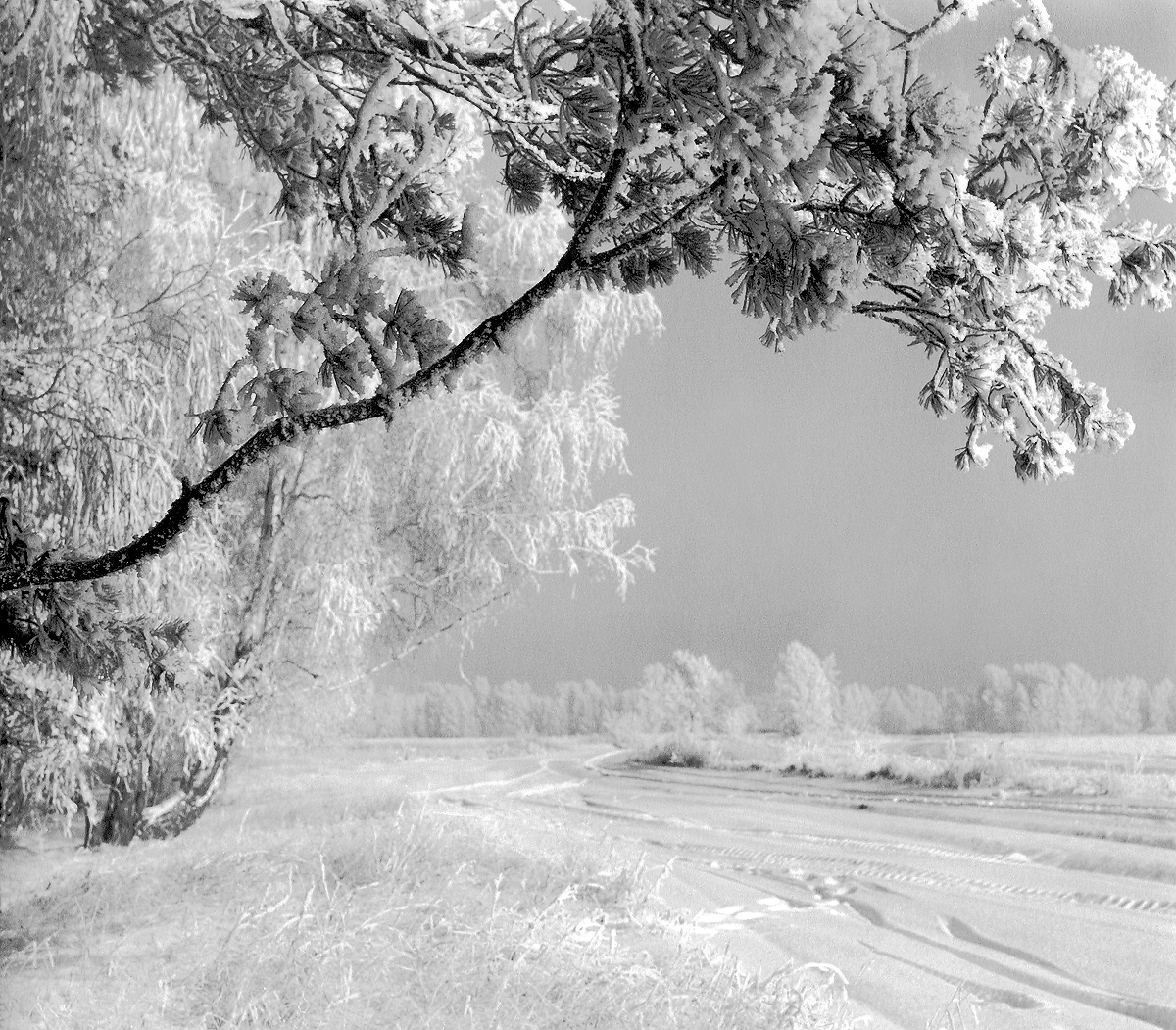 Черно белая зима. Зимний пейзаж черно белый. Белый пейзаж. Пейзаж черно белый зима. Зимний пейзаж белый.