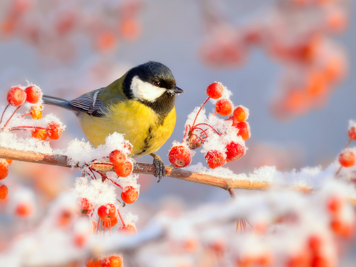 Зимние птички картинки