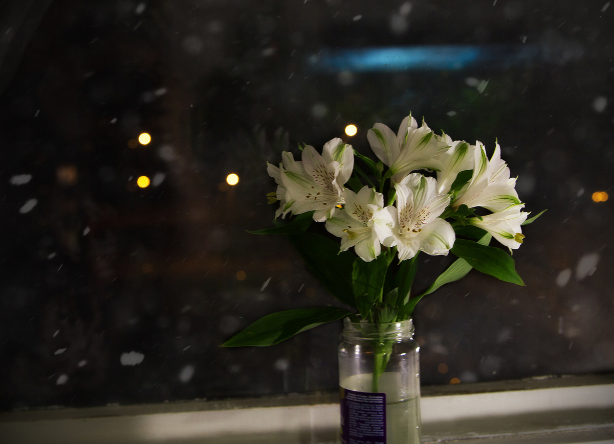 Цветы на окне ночью