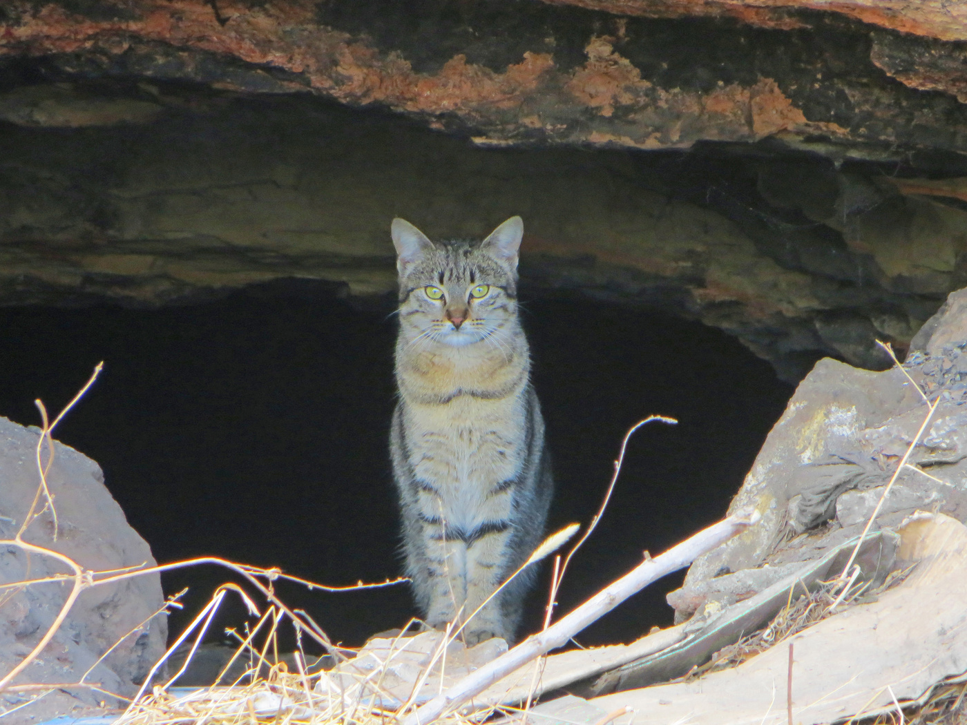 Включи кота пещеру. Кот в пещере. Пещерный котенок. Котэ пещера.