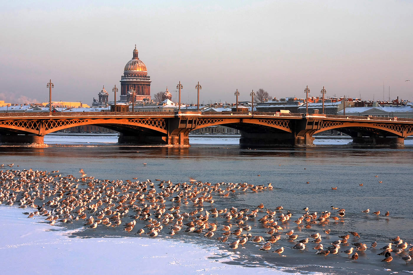 Птицы в Санкт-Петербурге на Неве