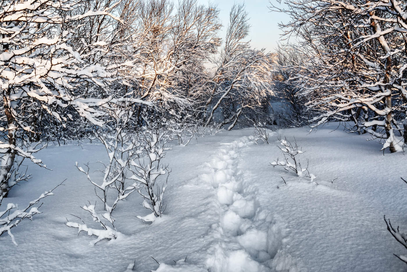 Увеличение дня в январе. Зима в Заполярье. Январские этюды. Зимние этюды фото. Зимние фото природы этюды.