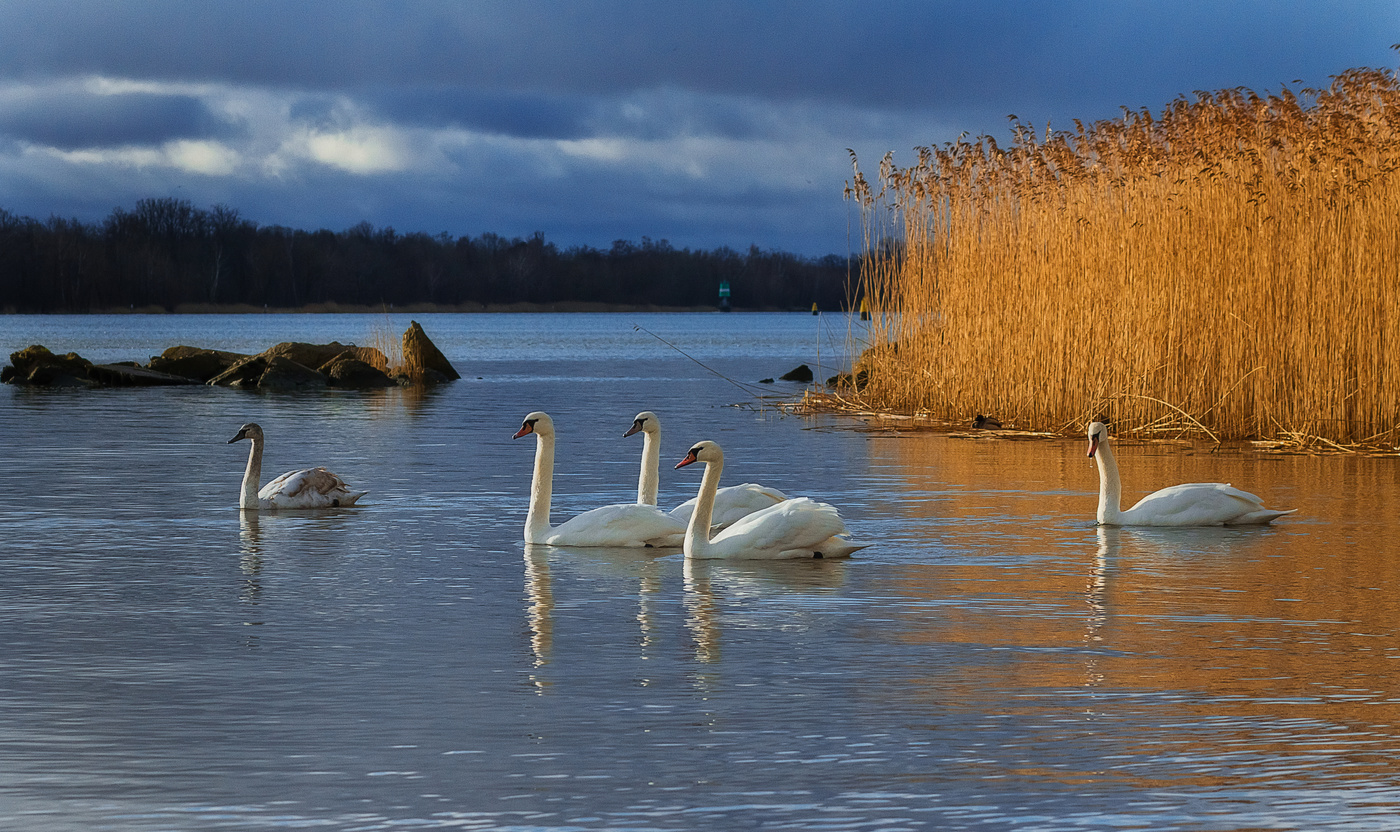 Лебединое озеро г лебедин. Лебединое озеро Ленинградская область. Озеро лебедь Калининградская область. Лебеди на озере. Река лебедь.