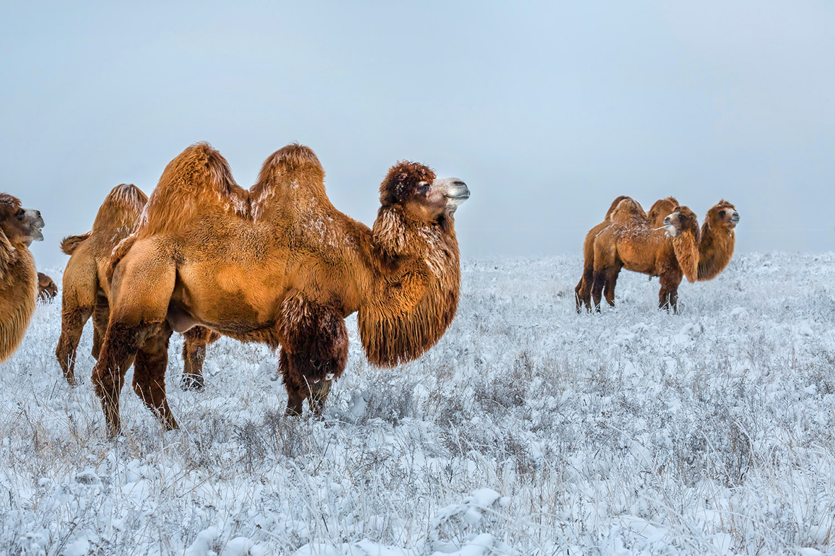 Двугорбый верблюд в Монголии