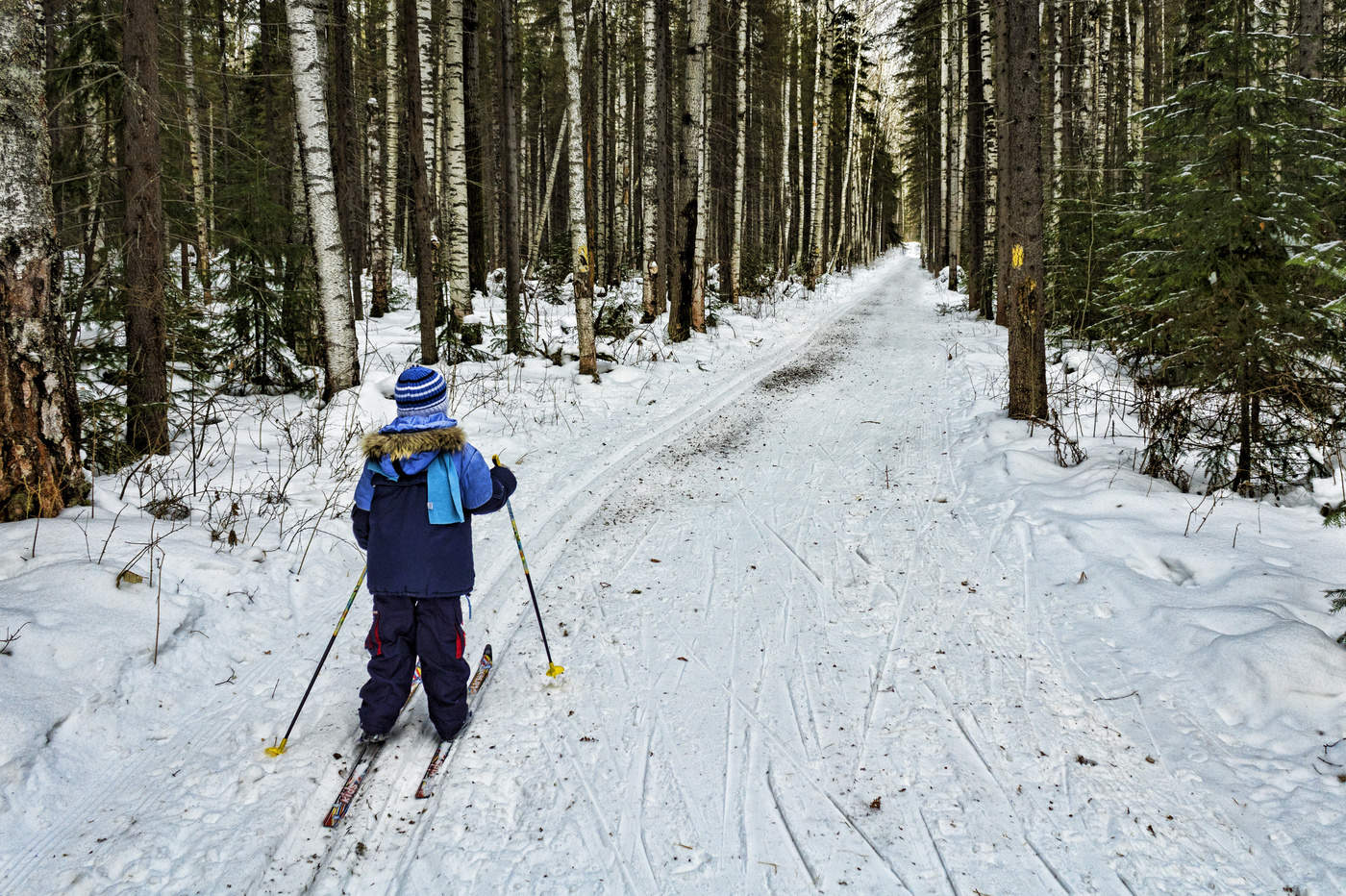 Лыжник в лесу. На лыжах в лесу. Катание на лыжах в лесу. Прогулка на лыжах в лесу.