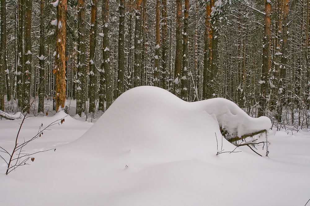 Лесные сугробы