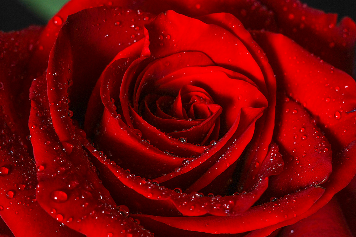 Букет красных роз с капельками воды