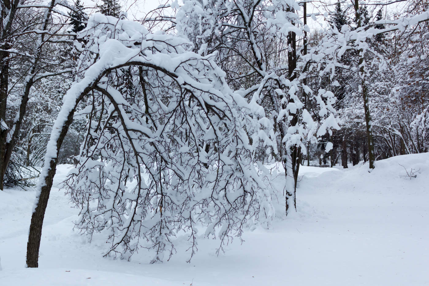 Снежок укрыл. Припорошенные снегом деревья. Деревья снежком укутаны. Укрытие в снегу. Круглый снег на деревьях.