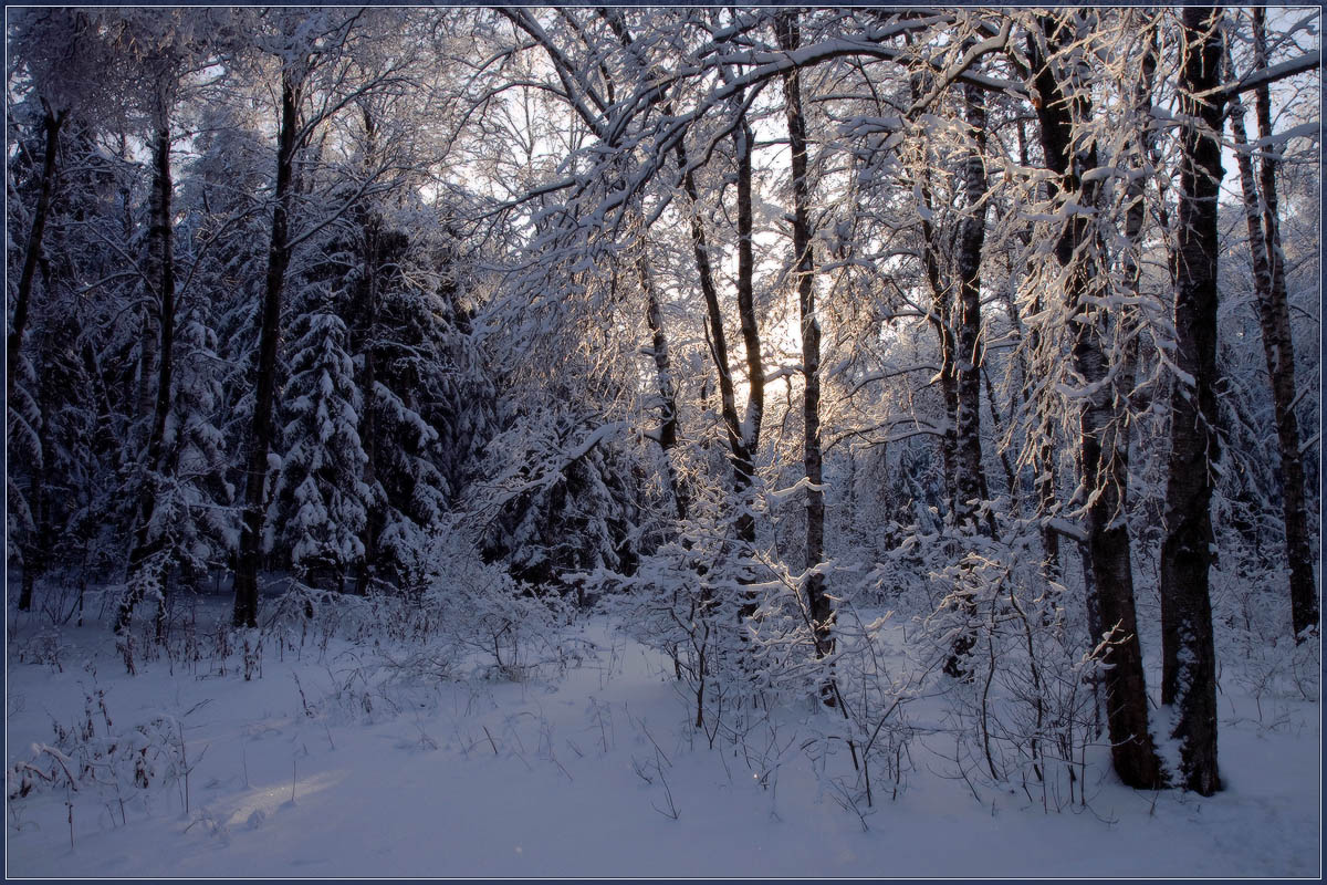 темный снежный лес. пейзаж зимнего леса. зимний еловый лес. лес в снегу. дремучий зимний лес.