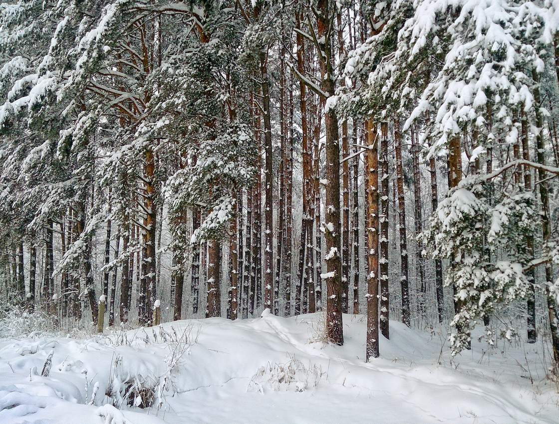 Фото лес зима