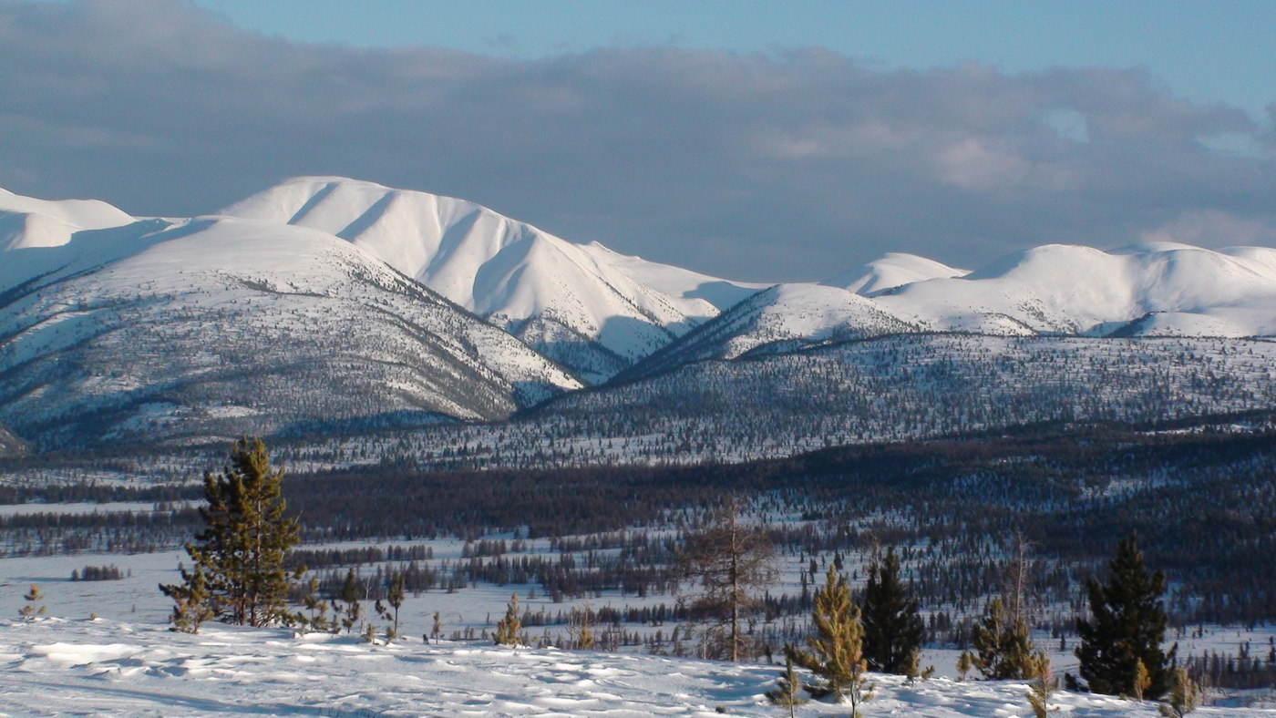 Заполярная Тайга