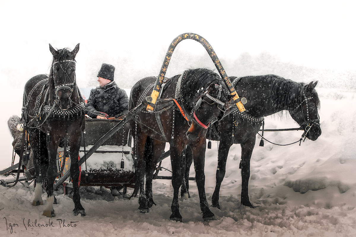 Тройка самых. Тройка вороных. Тройка вороных коней. Карета с тройкой. Русская тройка вороных лошадей.