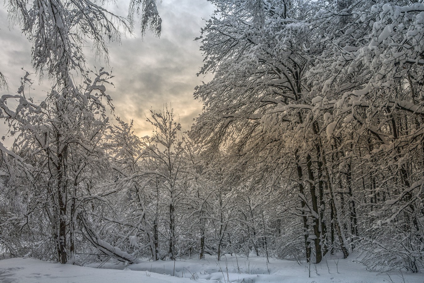 Впр на склоне зимы веселее становится февральский. Февральская природа. Февральский лес. Битцевский лес зимой. Февральский лес фото.