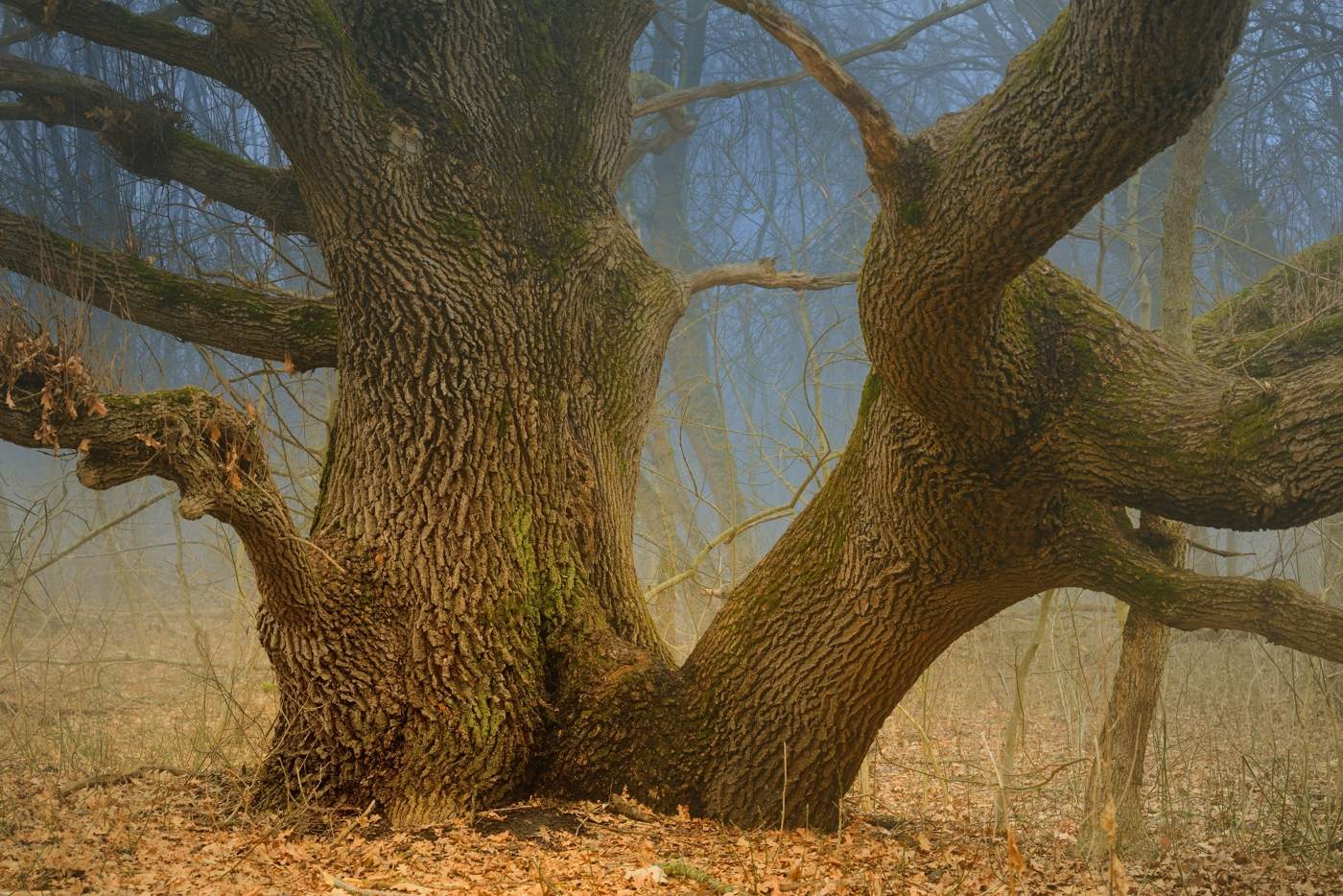 картинки древних деревьев