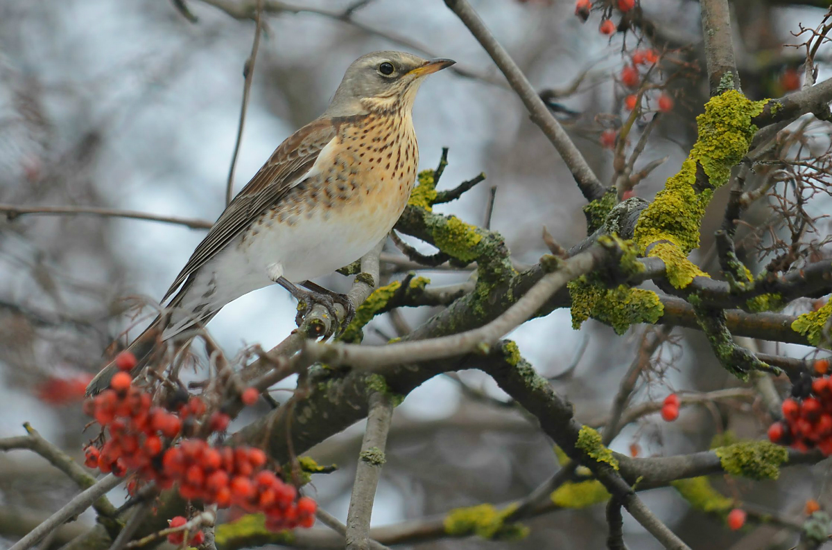 РЯБИННИК (Turdus pilaris)