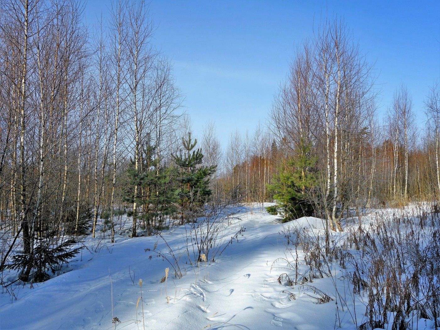 Мартовский лес