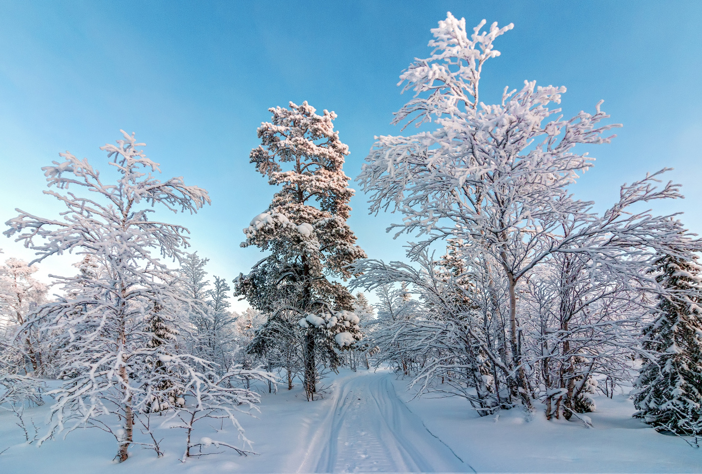 Зимняя дорога в лесу красота