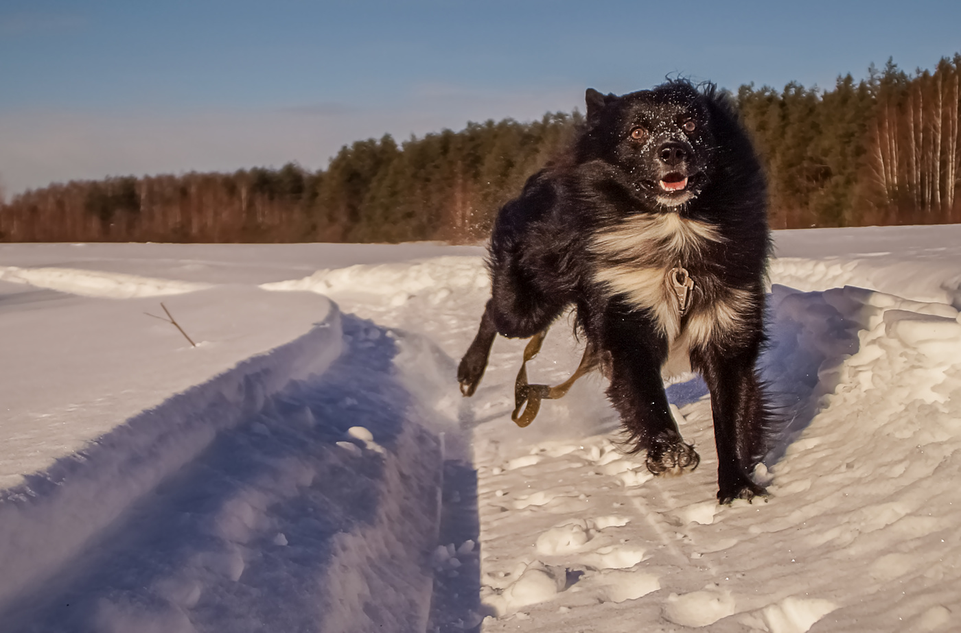 Черная собака на белом снегу