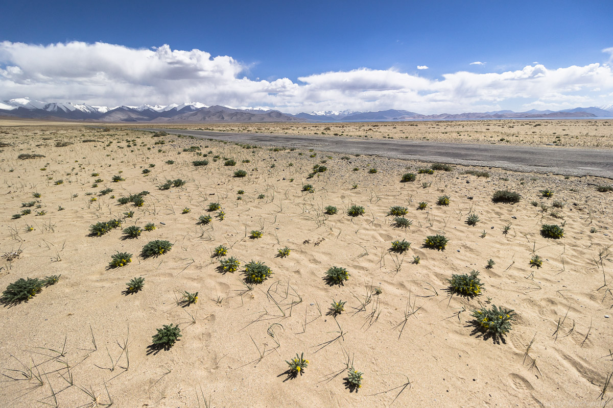 Kochia californica в пустыне