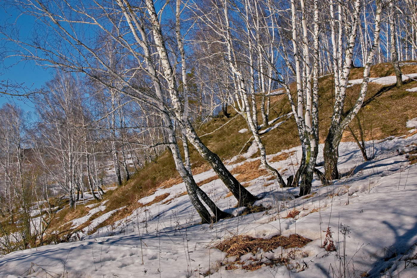 Весна в томске фото