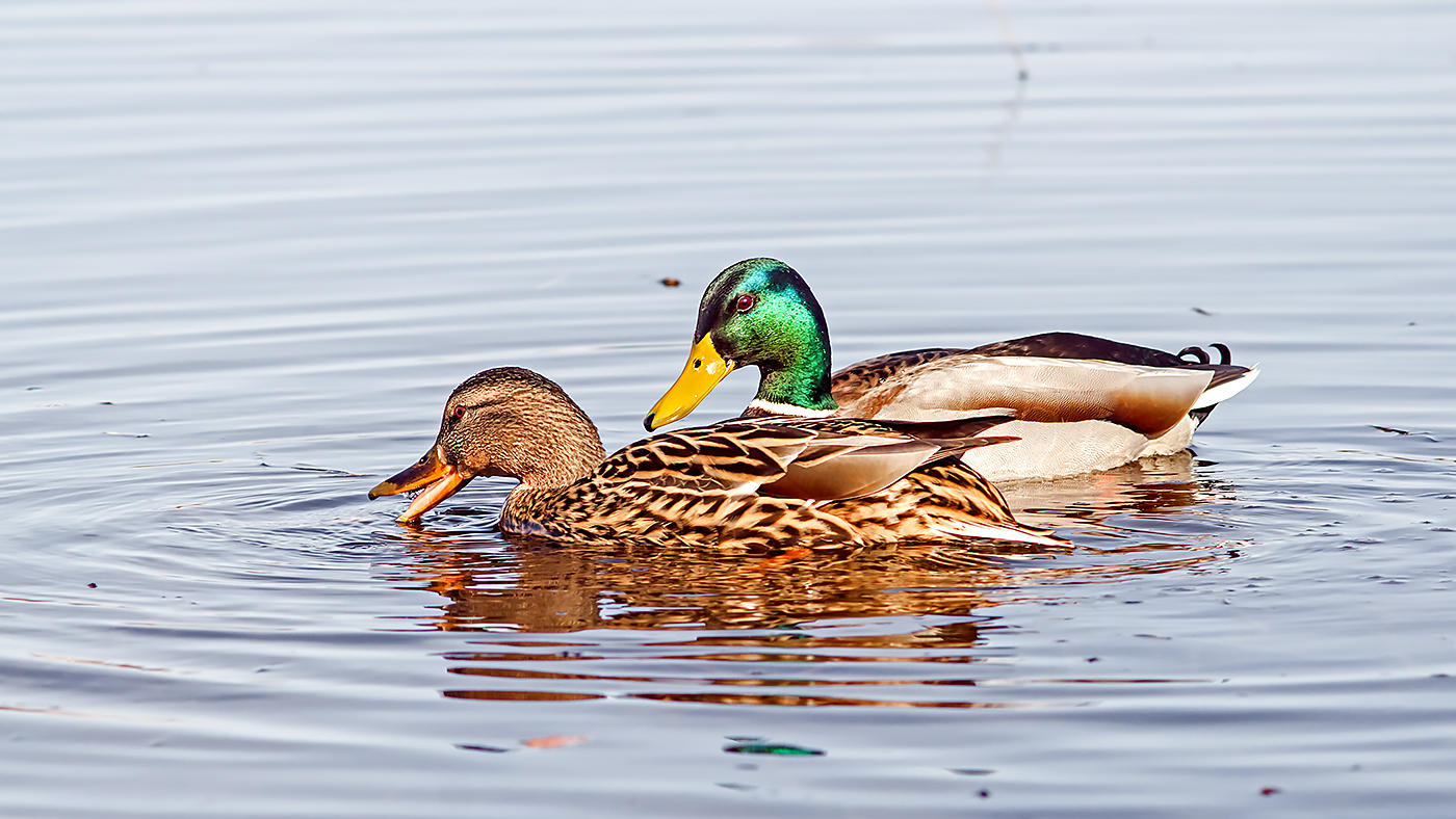 утки породы фаворит. утка кряква птенцы. 8 утят. утка с утятами. 8 уток.
