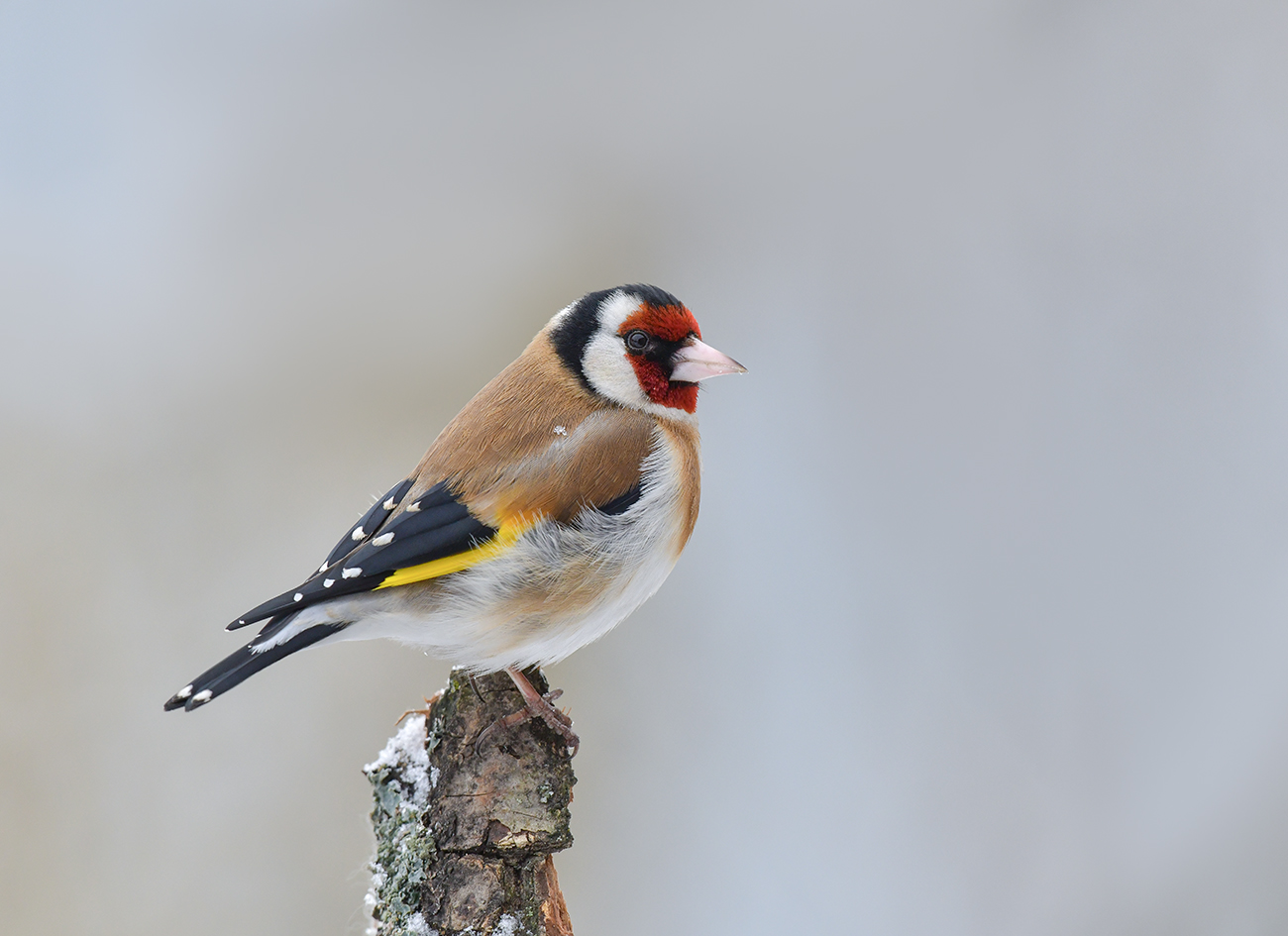 Щегол это. Красноголовый щегол. Черноголовый щегол. Щегол (Carduelis Carduelis). Черноголовый щегол птица.