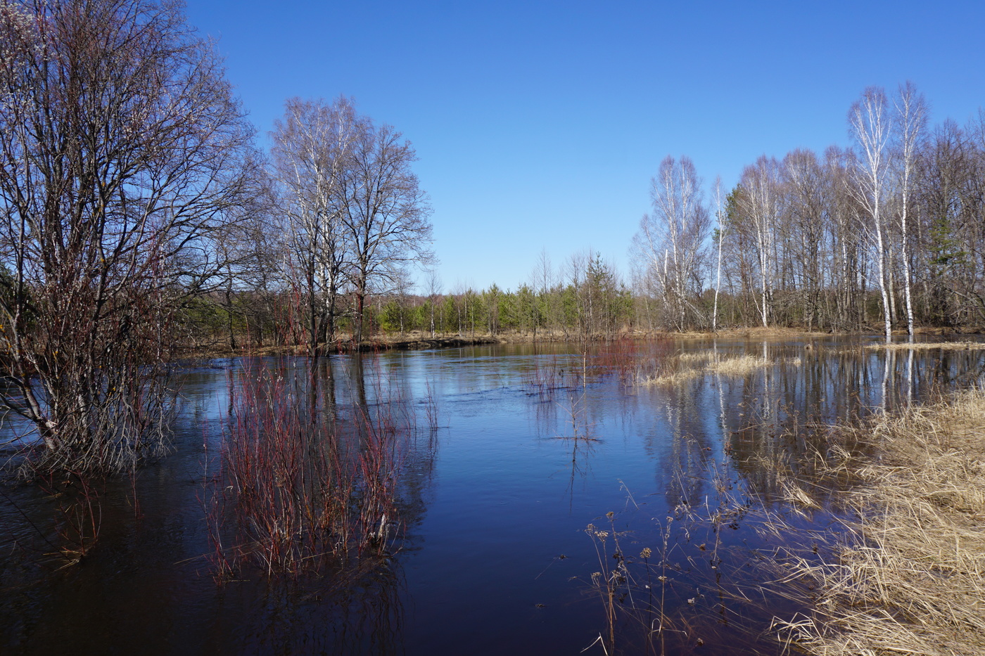 Сильный разлив воды. Река Шаква Пермский край разлив реки в половодье. Весеннее половодье.