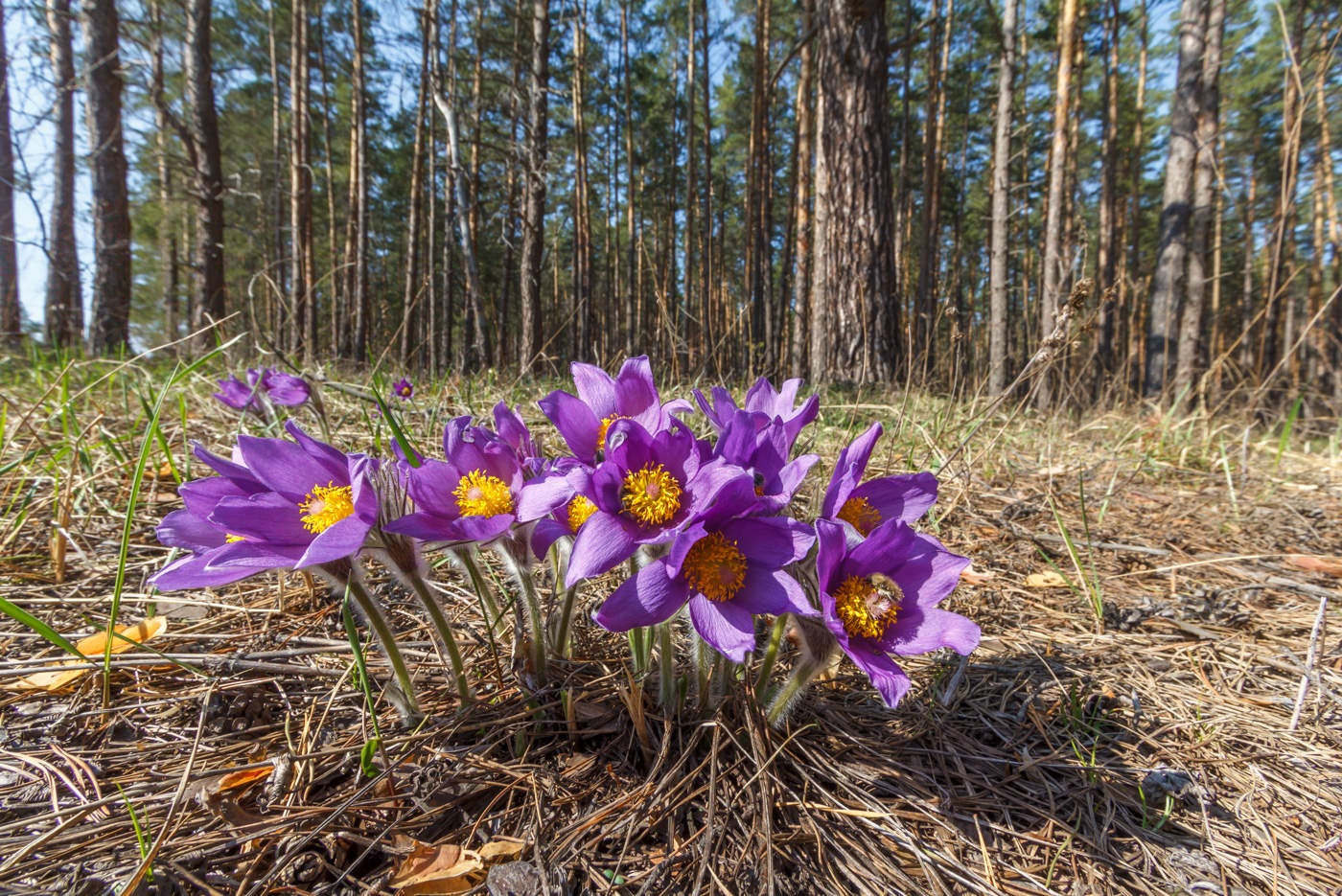 Сон трава в лесу фото