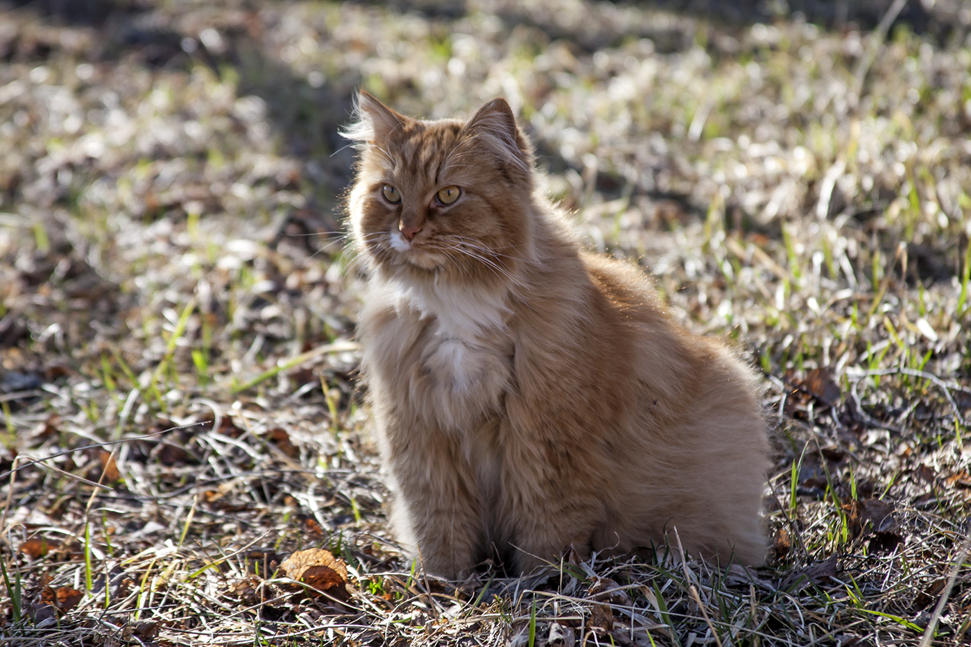 Кот мурлыка картинки