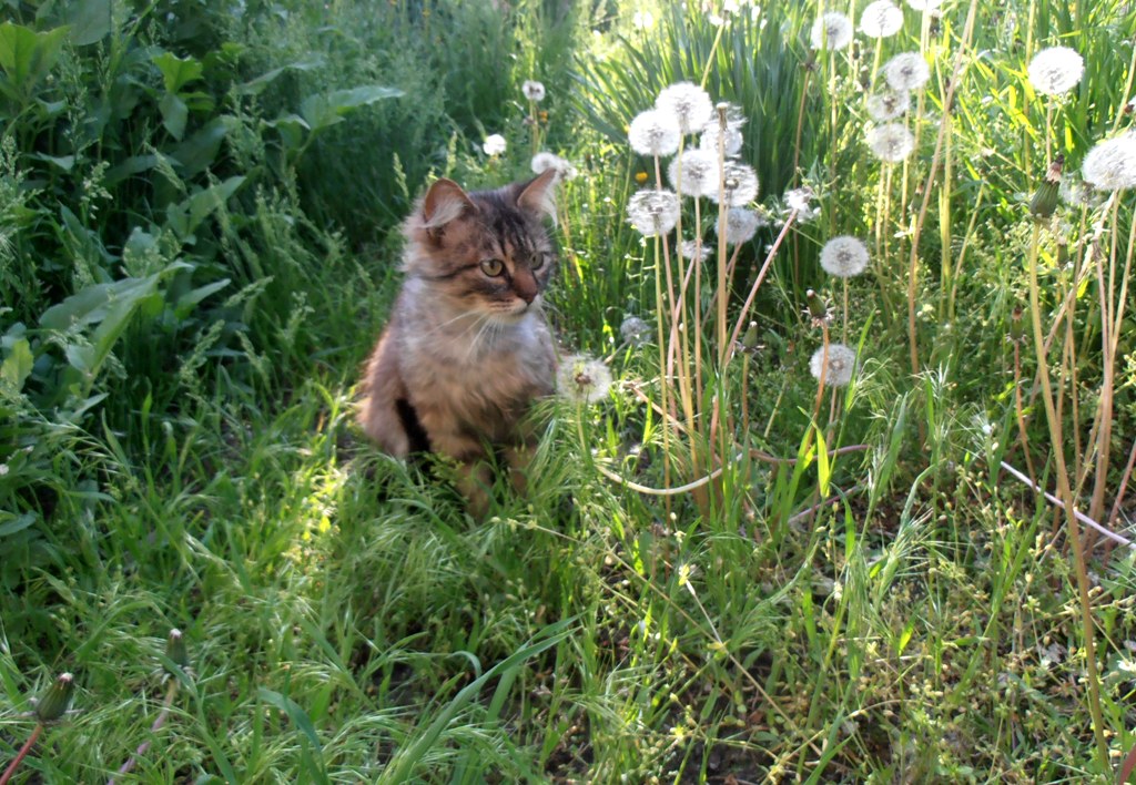 Котики в саду фото