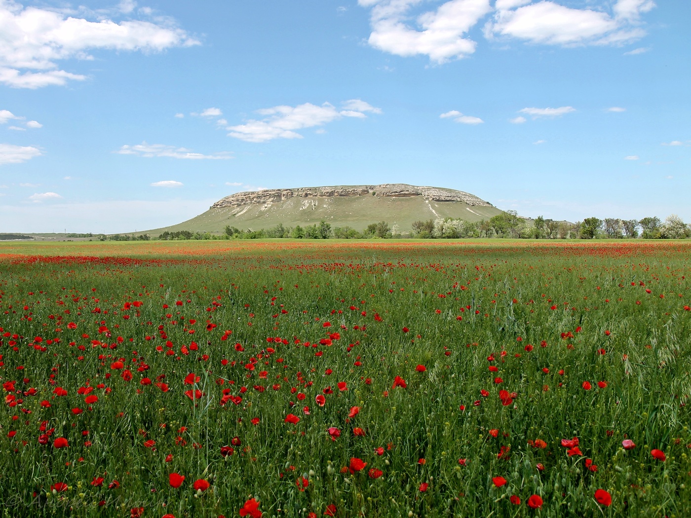 Село белогорское крым. Белогорский район Крым. Белогорск Крым поля. Село Мичуринское Белогорский район. Село Мичуринское Белогорский район Крым.