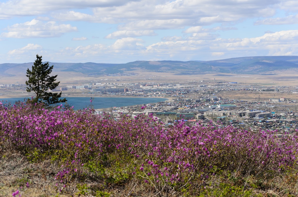 Багульник в Забайкалье