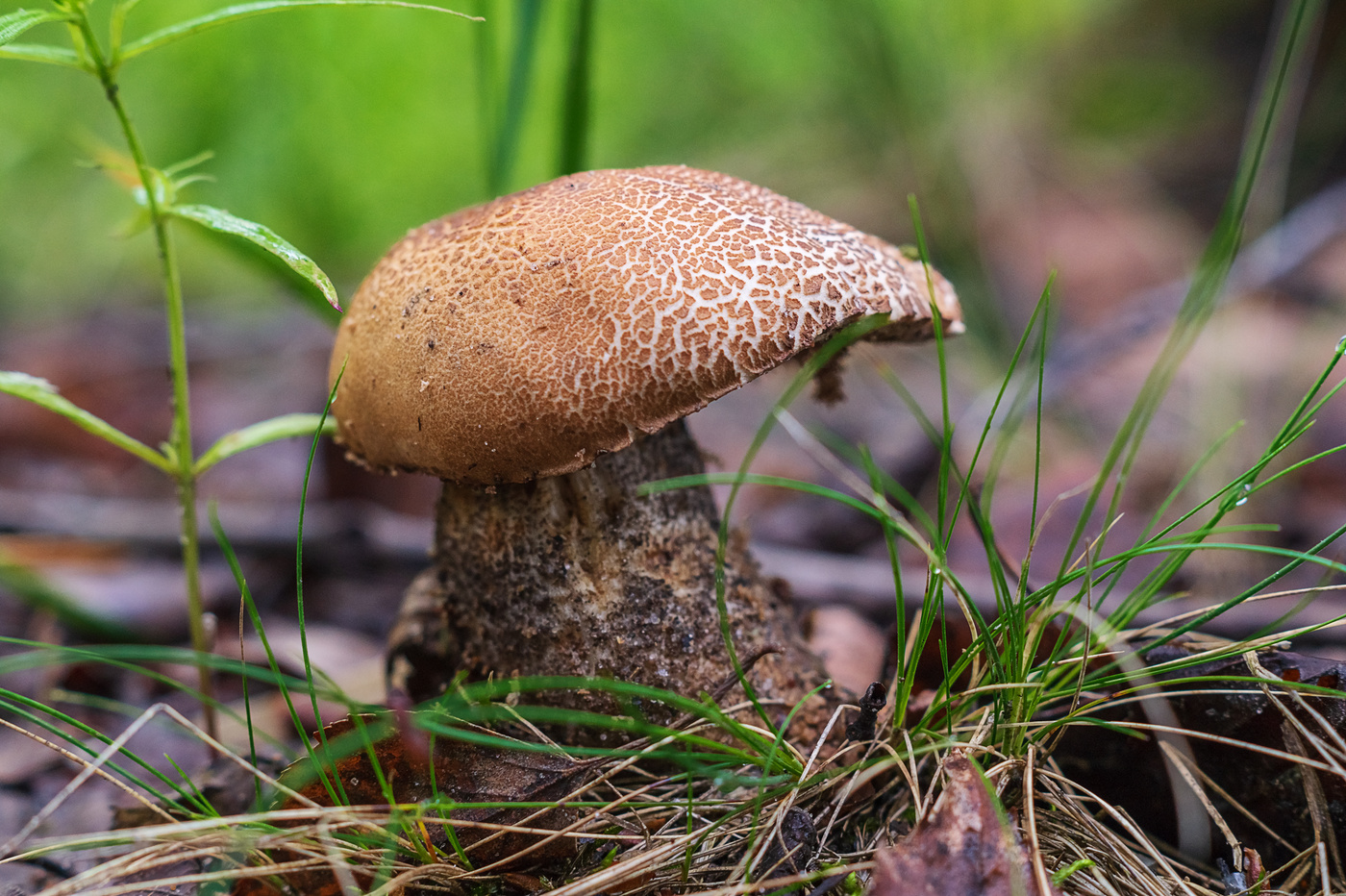 Неизвестные грибы