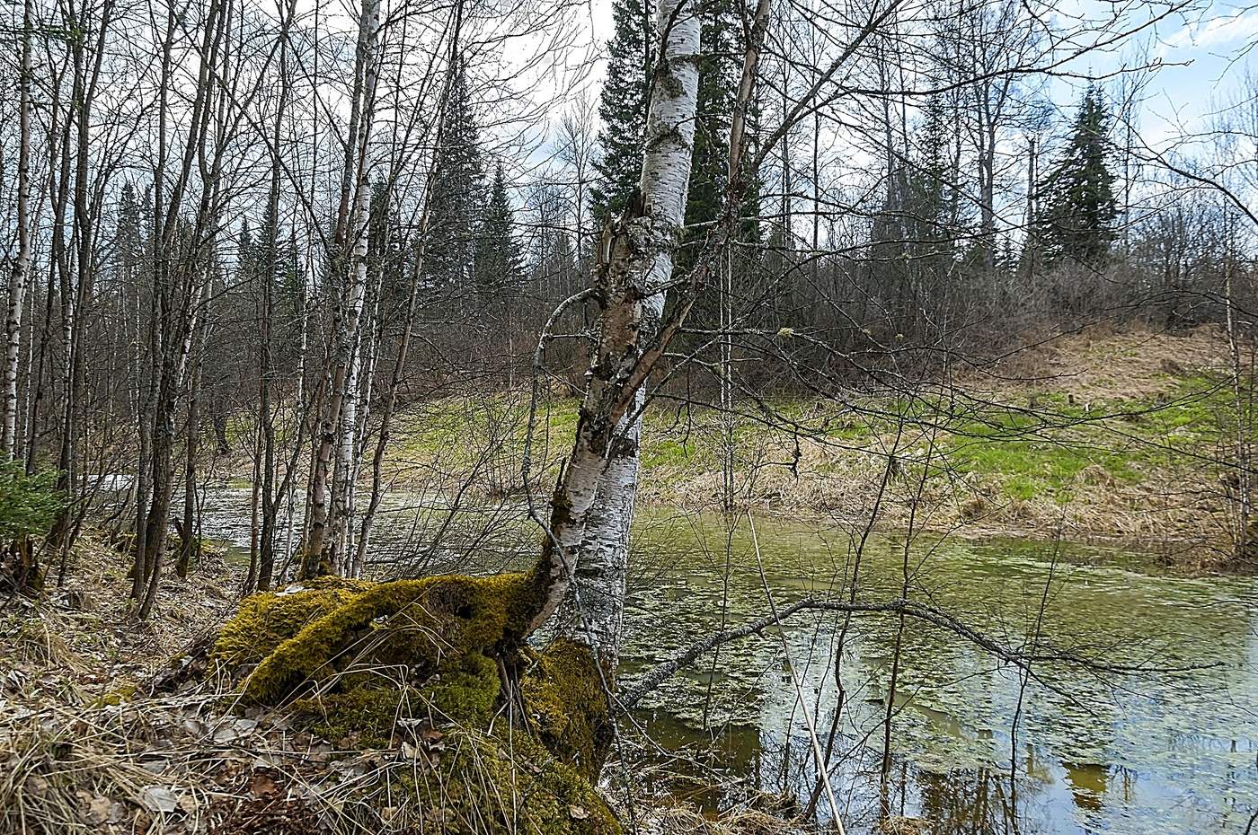 В лесной глуши. Лесная глухомань. Глушь леса. Лесная глушь. Глушь фото.