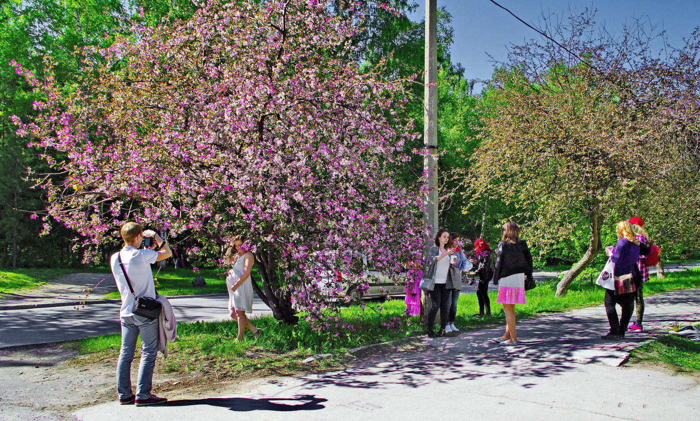 Какая погода в мае в новосибирске. Академгородок Новосибирске Золотодолинская цветет яблоня.