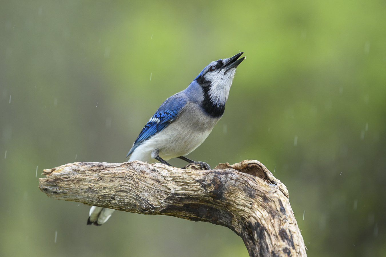 Опять голубое. Узкая птица. Черноголовая голубая Сойка фото в полете. Blue Jay saggy balls.